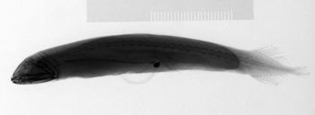 Media type: image; Ichthyology 84929